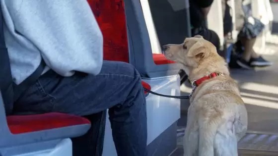 San Salvador de Jujuy permitirá el traslado de mascotas en colectivos: así será la reglamentación