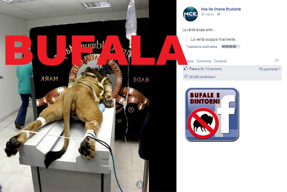 Gratuito immagini Bufala Leone Maltrattato Da Casa Cinematografica Bufale E Dintorni il piu cool da parte di
