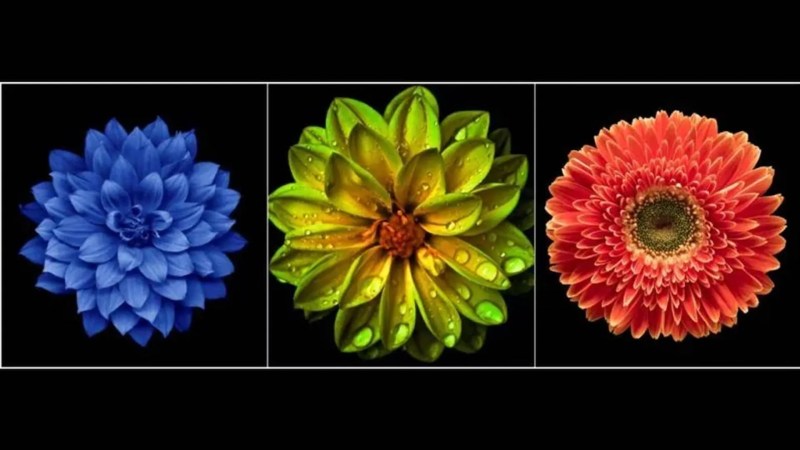 Teste da flor: Escolha uma e descubra teste da flor
