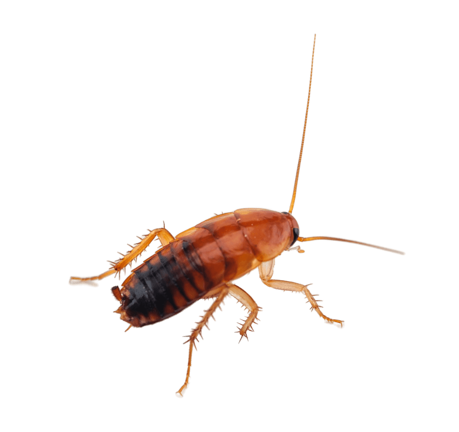 How to Identify a Baby Roach and Where to Find Them – Bug-A-Way
