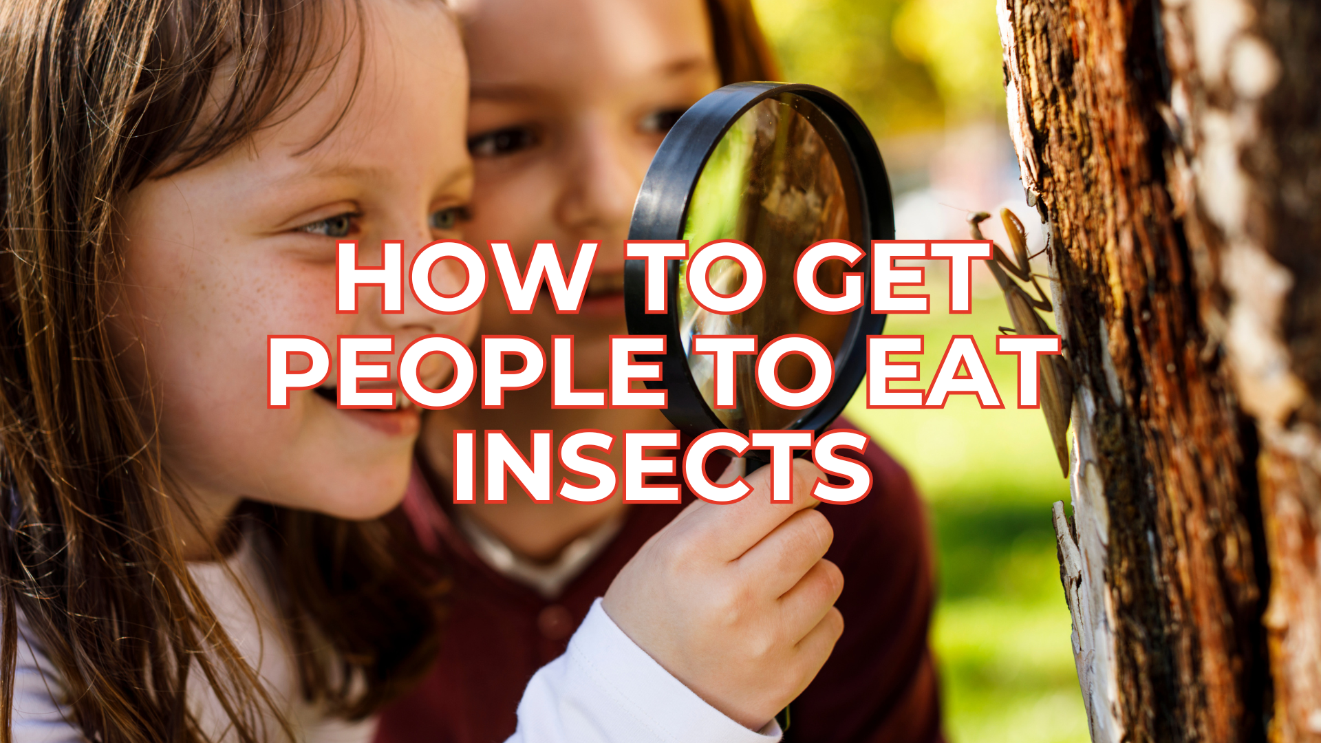 How to Get People to Try Insects for the First Time: A Tale of Birthday Bugs