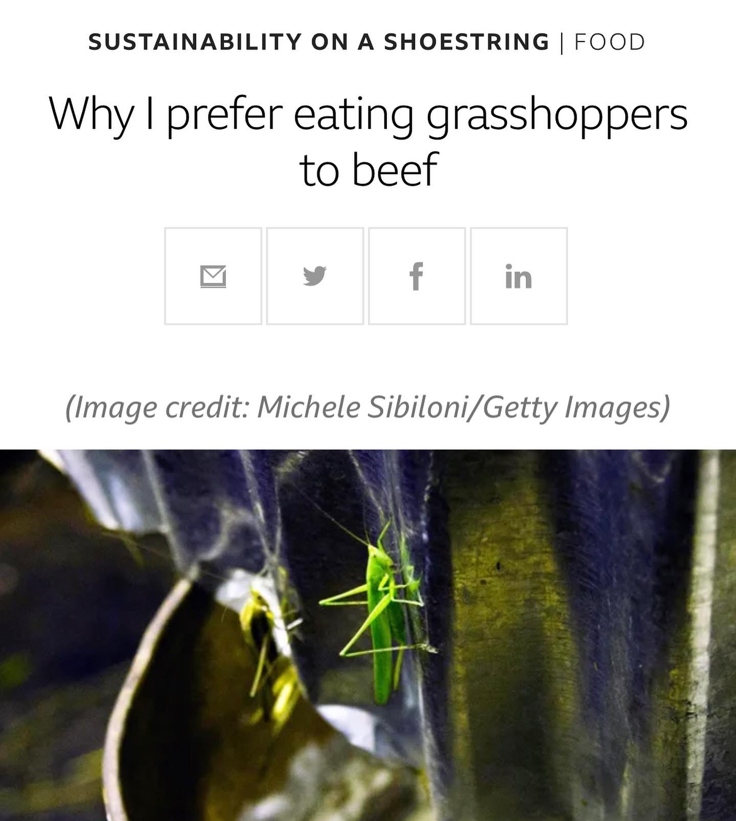 BBC - About Bugible & Aly Moore - Edible Insect Expert