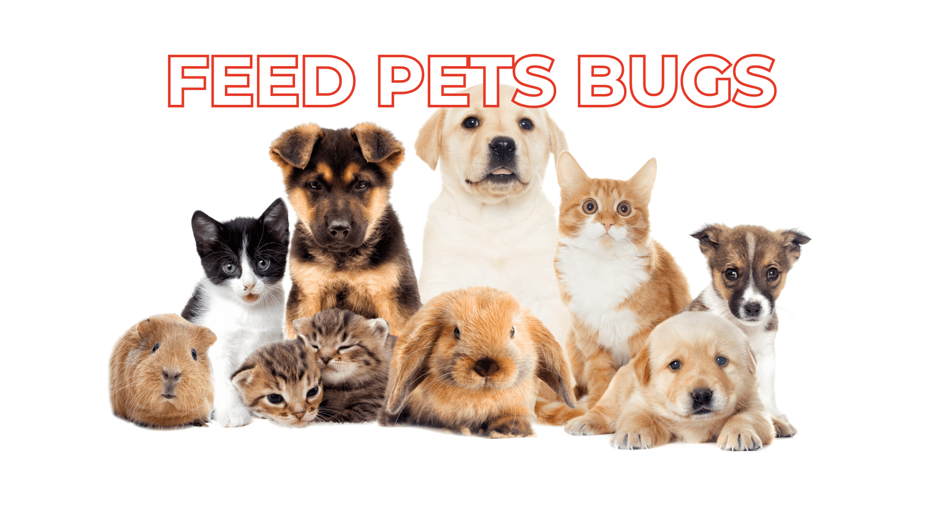 Insect-based pet food
