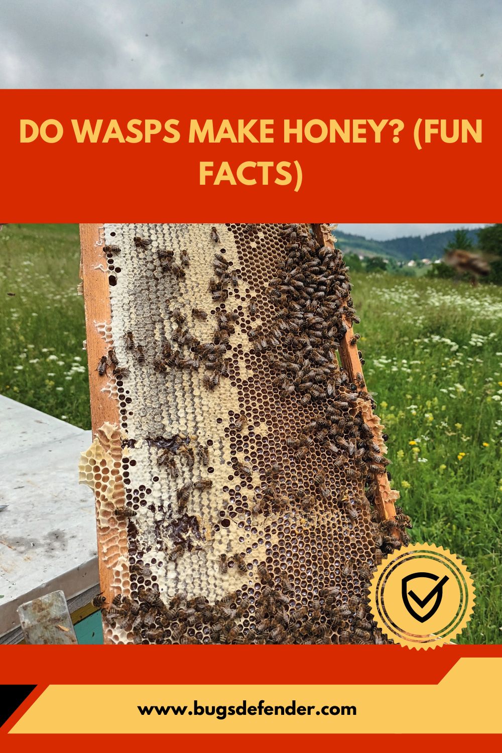 Do wasps make honey? (fun facts)