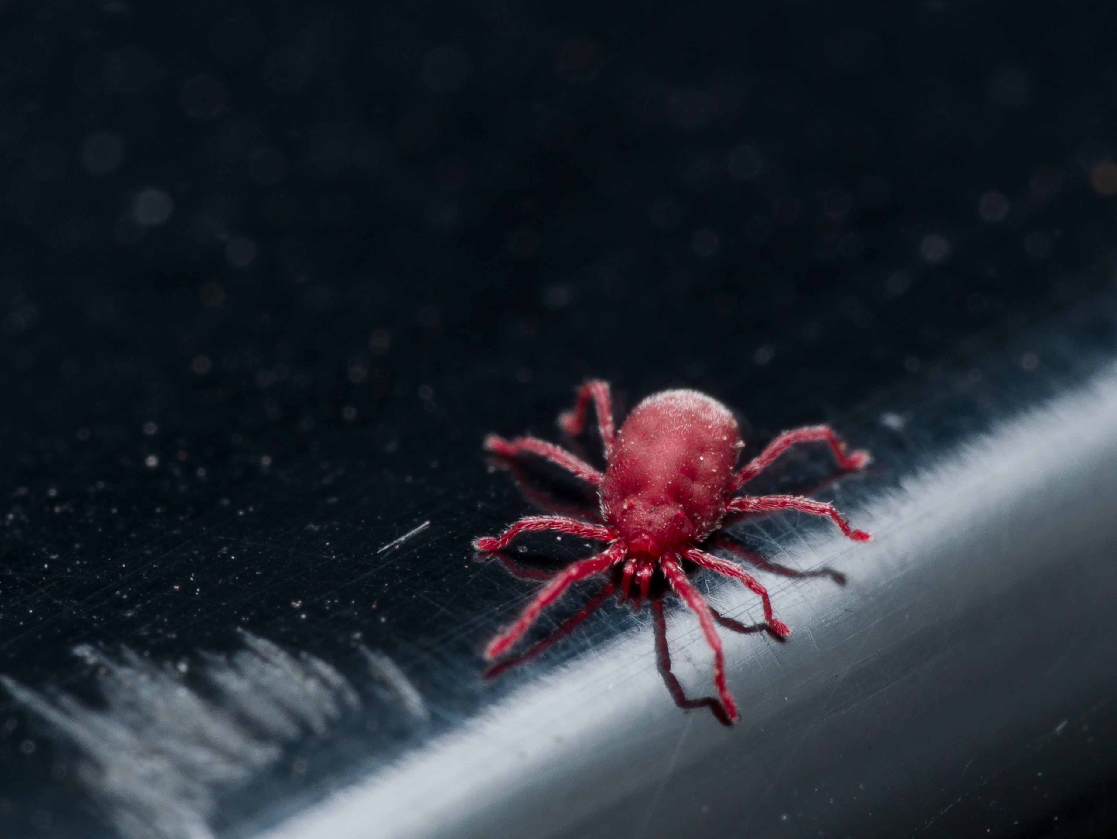Sleep is essential for health. chigger control and treatments for the yard home and garden