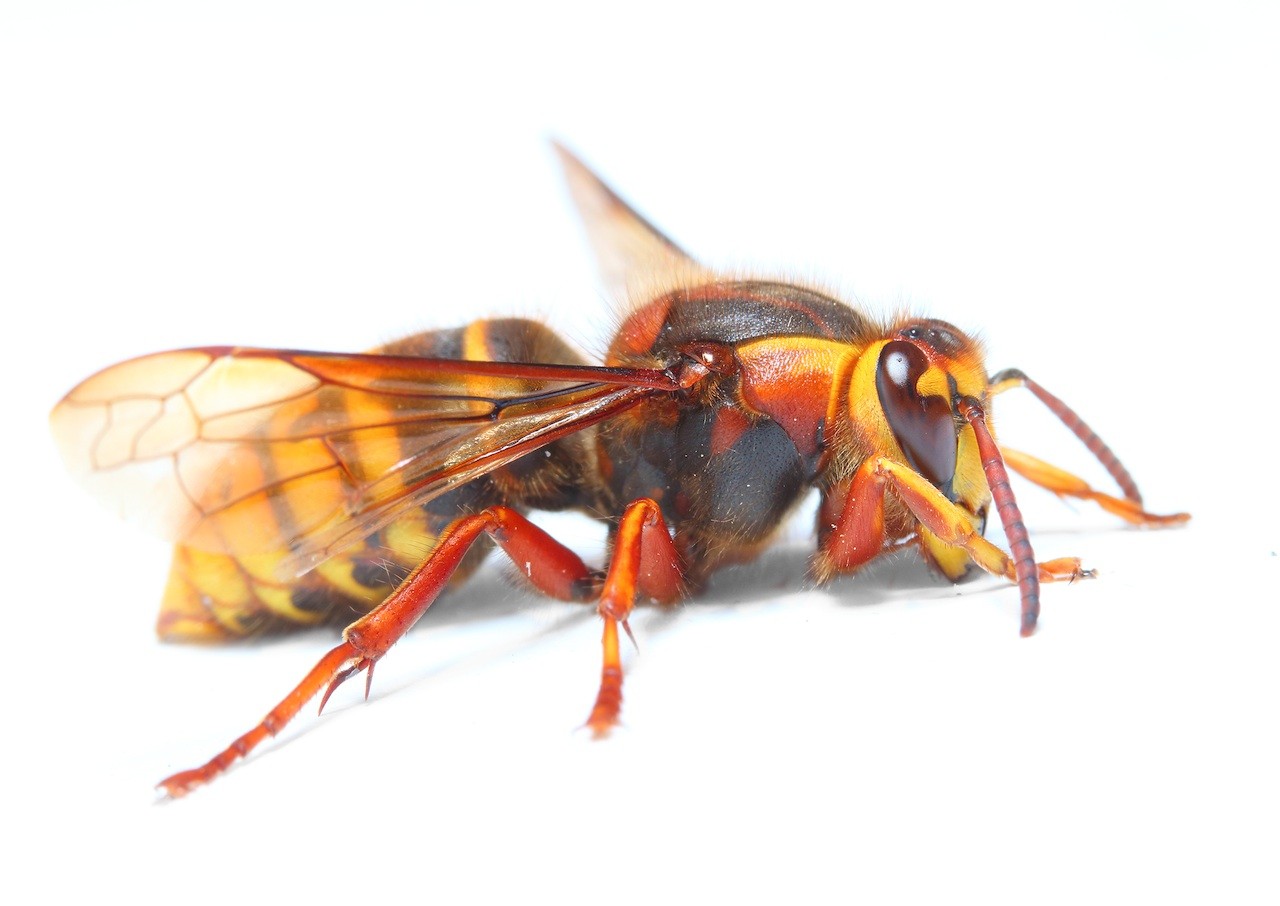 The asian giant hornet has just arrived on north america's west coast, by unknown means. european hornet control and treatments for the home yard ...