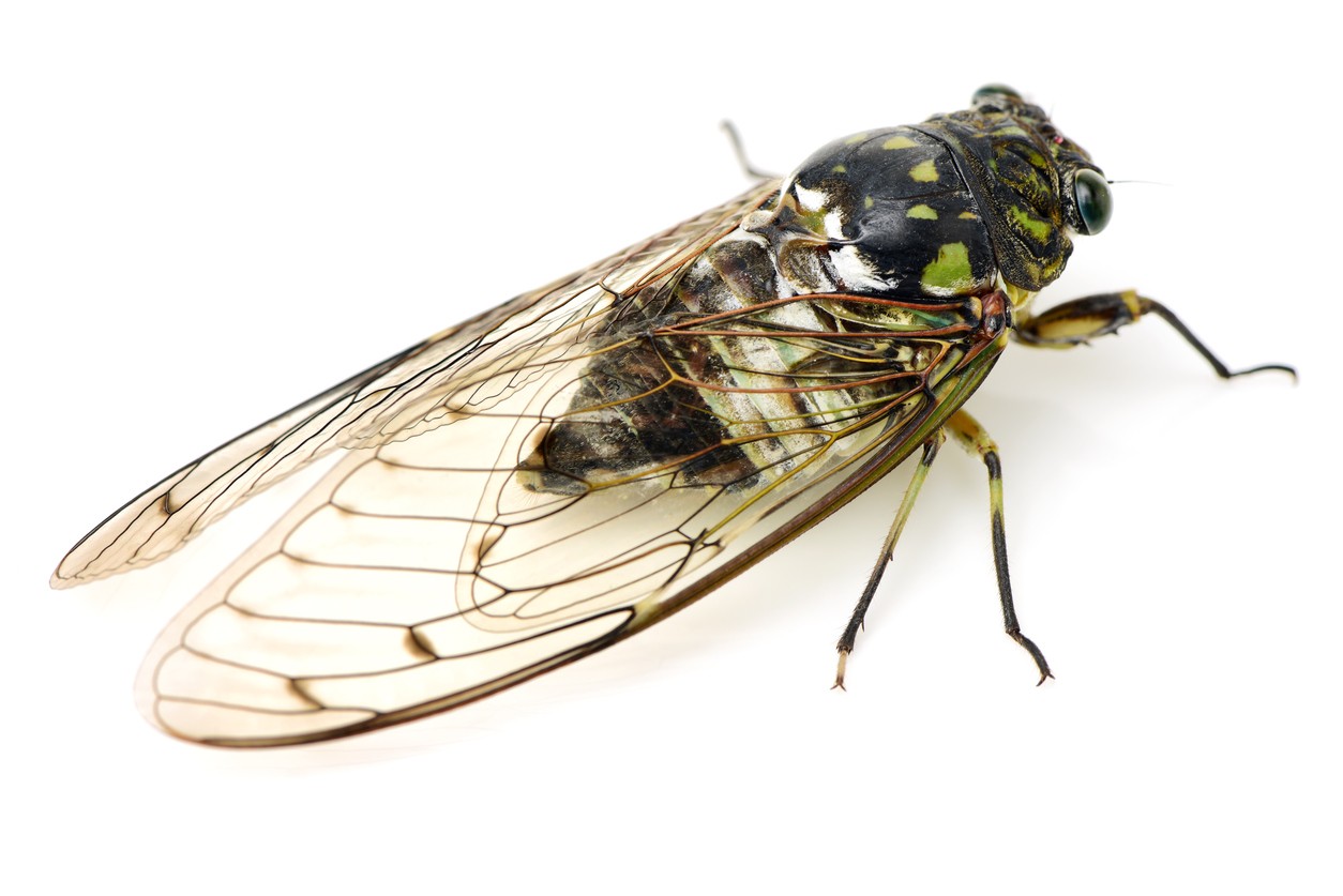 Cicada control and treatments for the home yard and garden