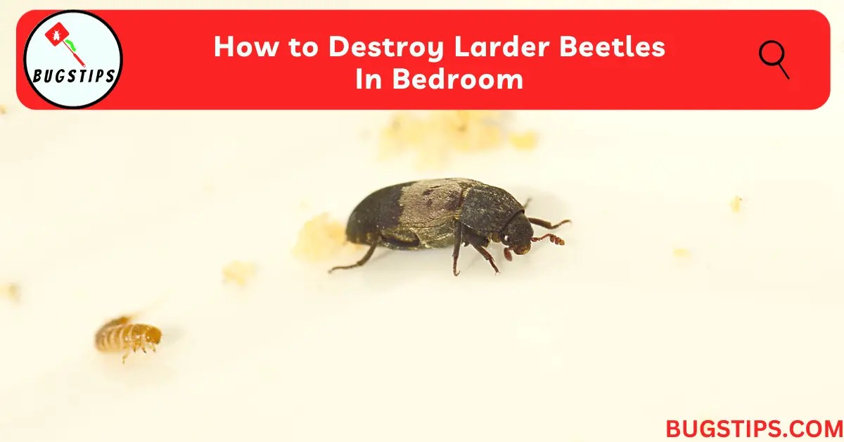 How to destroy larder beetles in bedroom