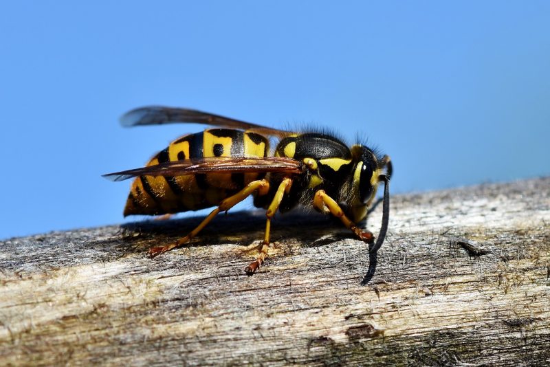 14 plants that repel bees and wasps (with proof)