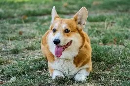 corgi