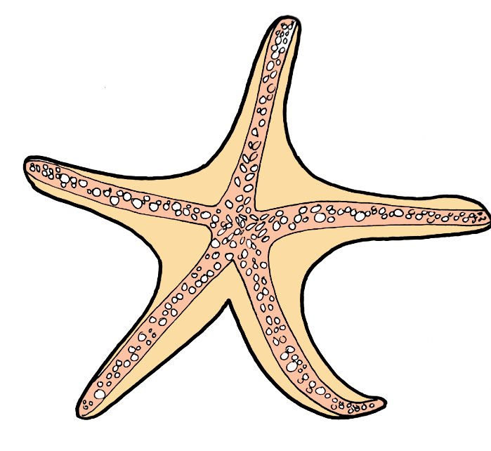 In this quick tutorial you'll learn how to draw a starfish in just a few quick steps, but first… starfish, also known as sea stars, are actually not fish. How To Draw A Starfish Best Drawing Tutorial Bujo Babe