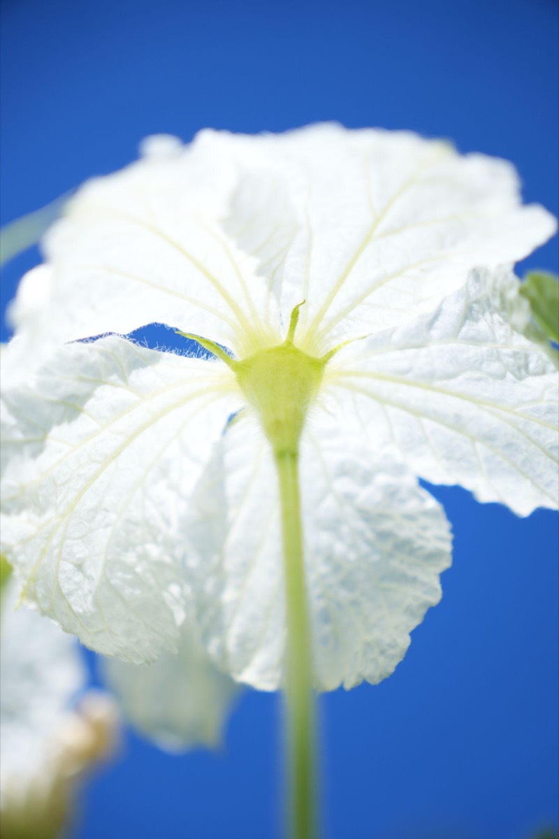 A Few Things We Noticed in the Garden
