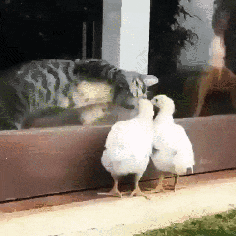 The Gif Friday Post No 625 Water Wars Platform Planter Cat Spaz Tacky Raccoons