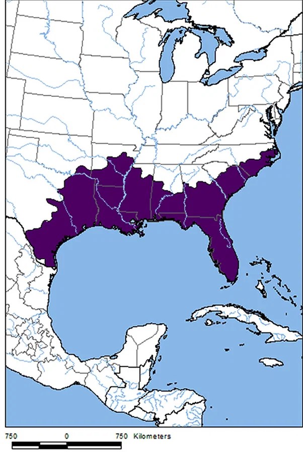 American Alligator Of Arkansas F 