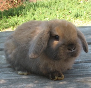 May be an image of animal. Bunny Gallery 2012 | Bunny Lops