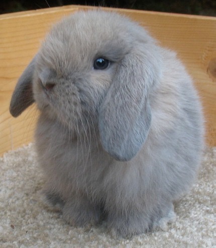 Lilac black lynx, any martin Holland Lop Colors | Bunny Lops