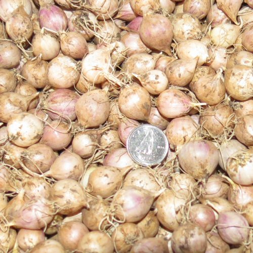 Garlic Options Burt's Greenhouses