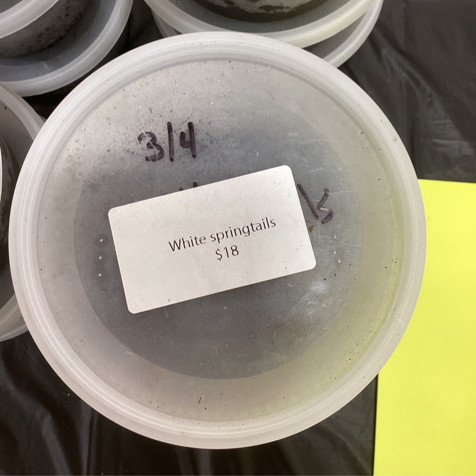 white springtail culture