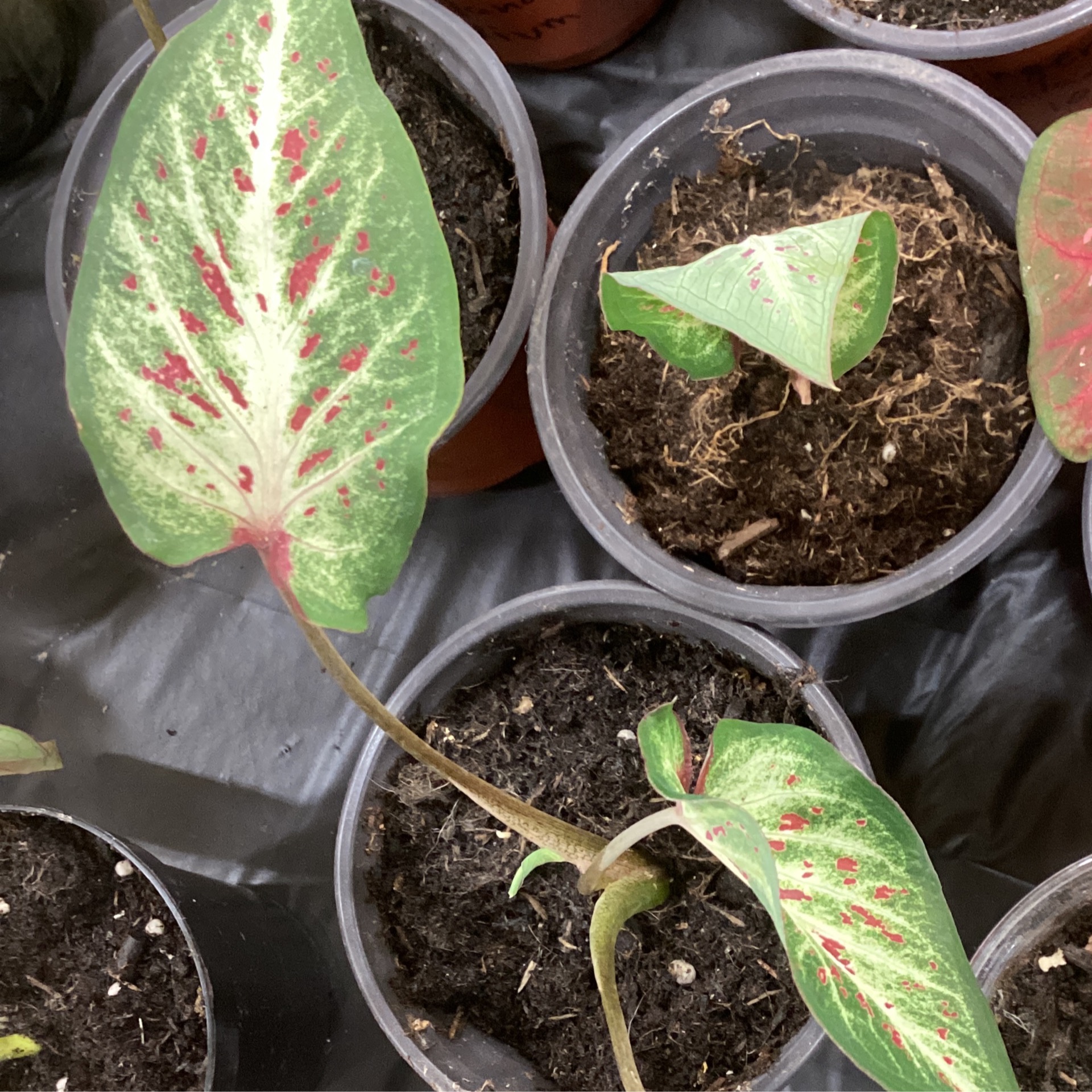 Caladium