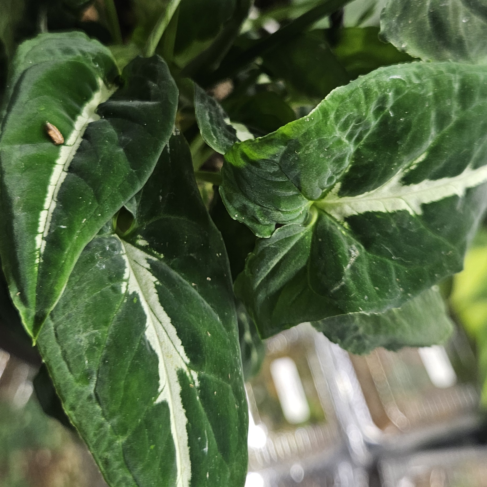 Syngonium Wendlandii