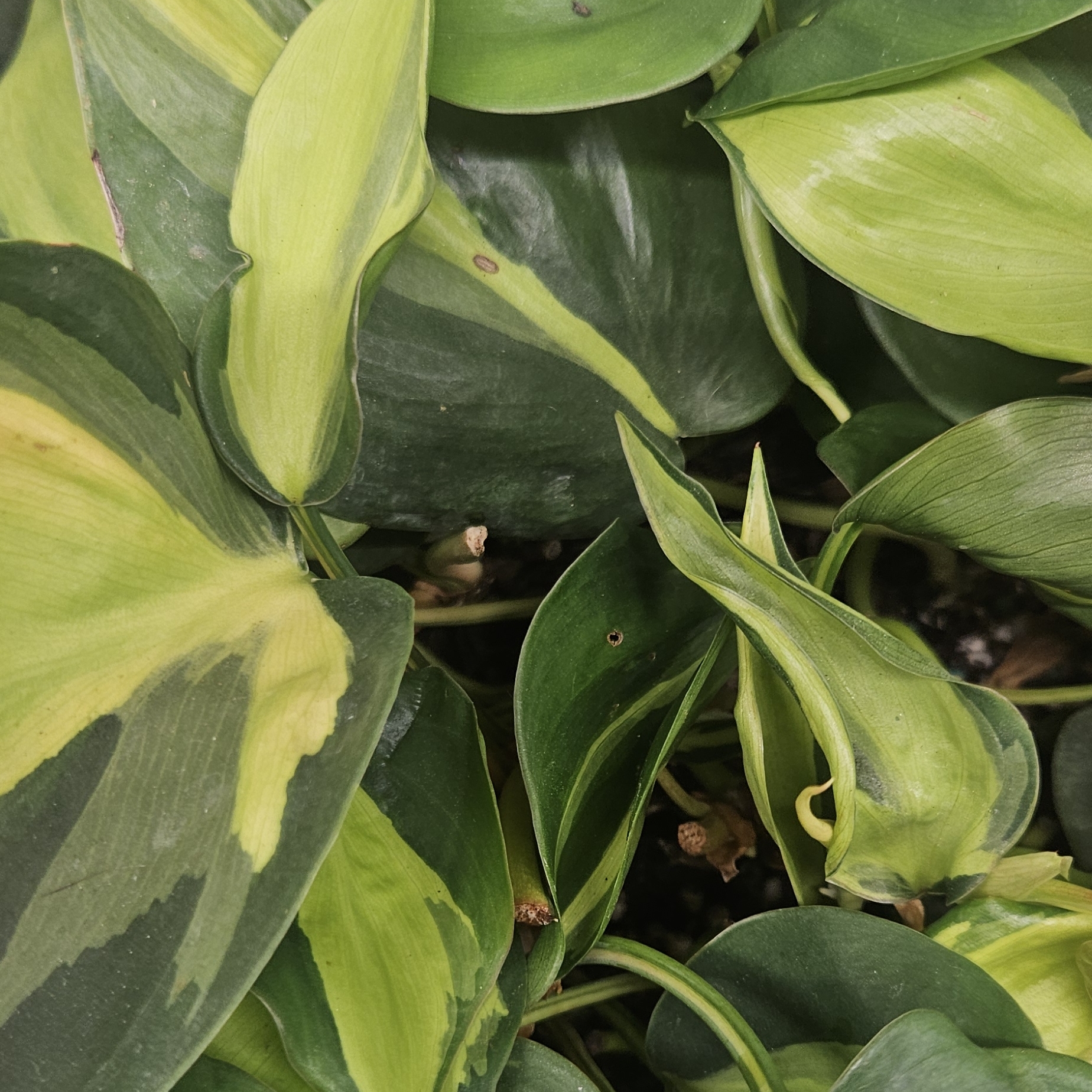 Philodendron Brasil