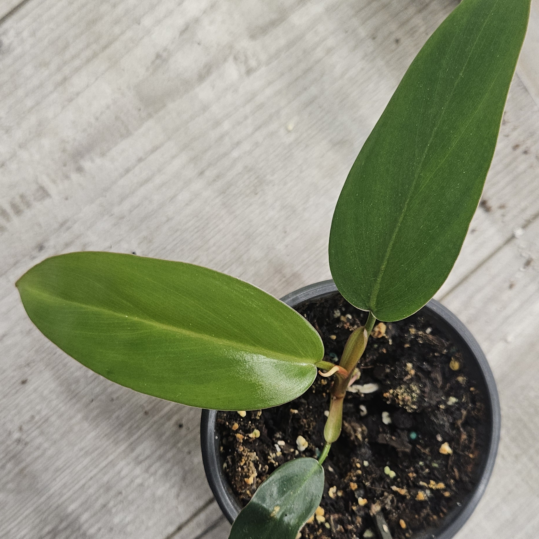Philodendron Lincoln Park Zoo