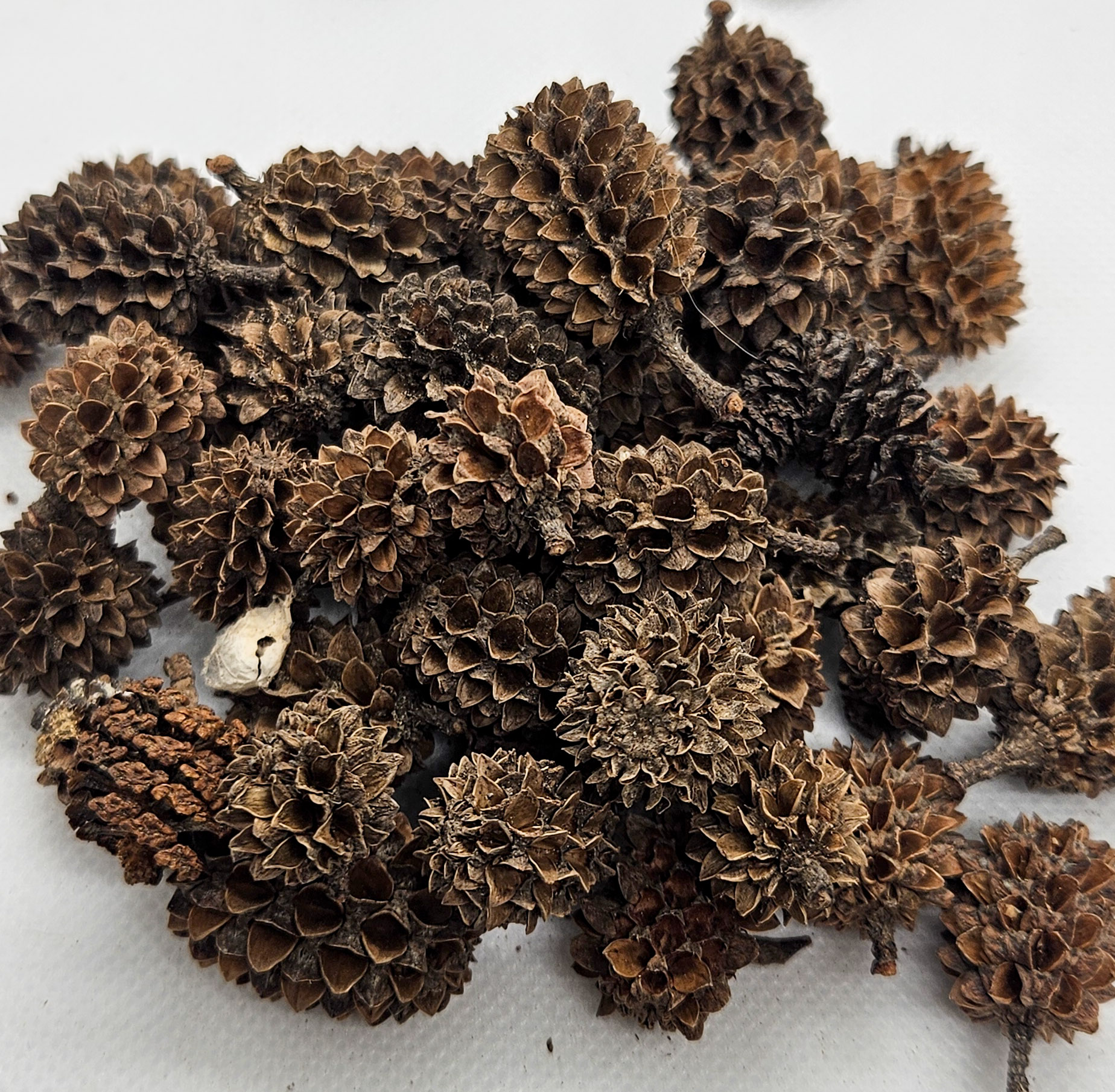 Casuarina Cones