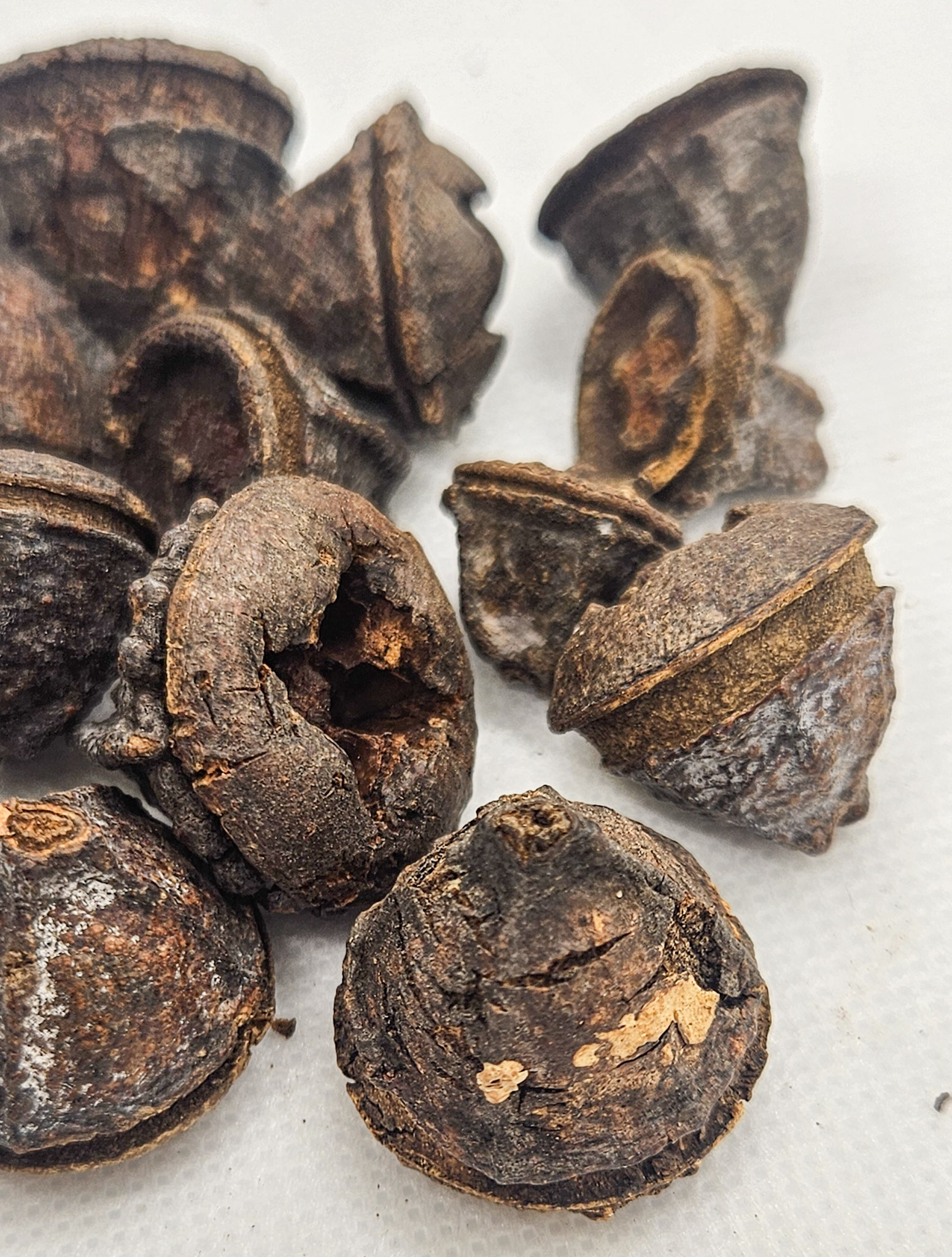 Eucalyptus seed pods for aquariums and terrariums