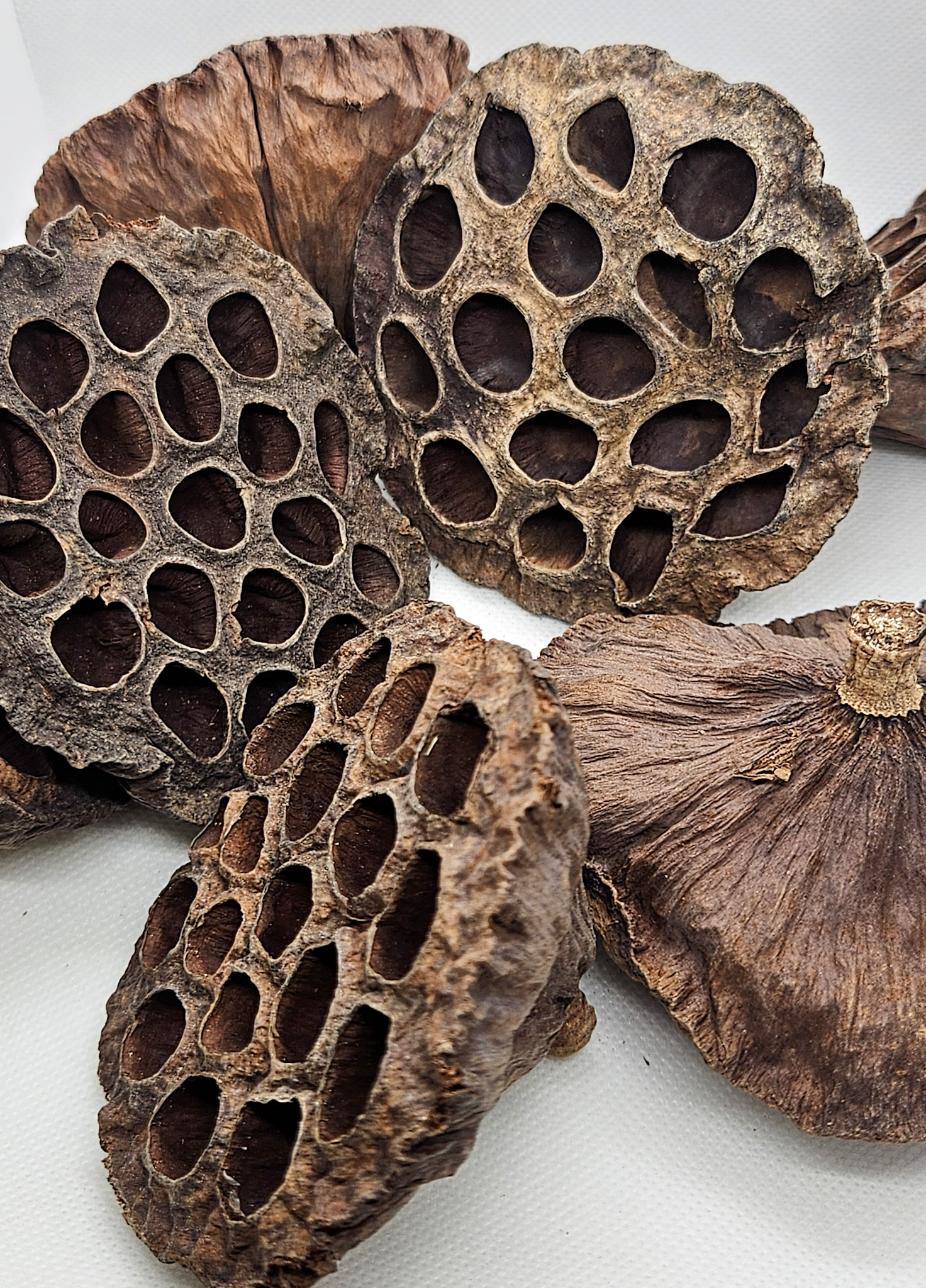 Natural lotus pods for aquariums and terrariums