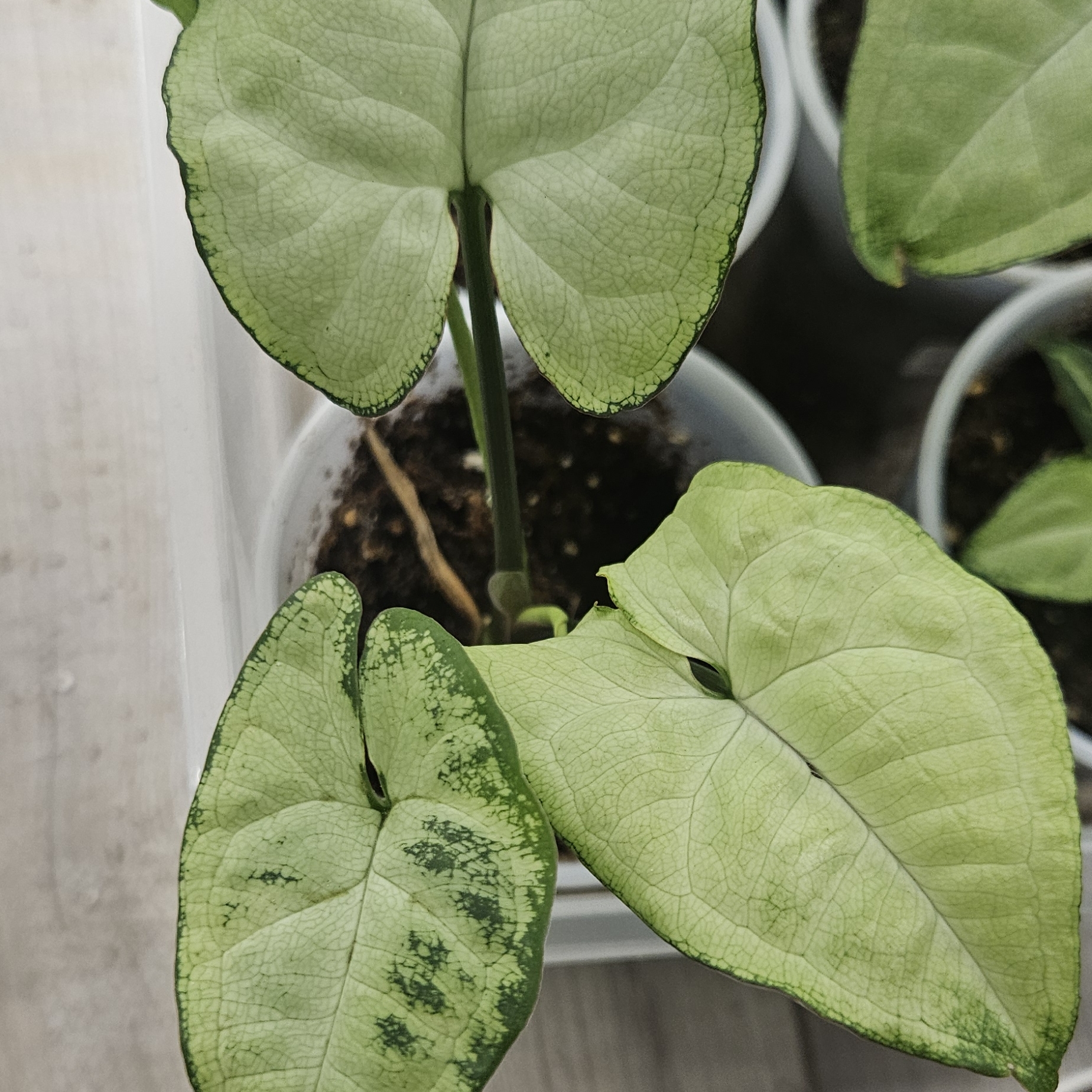 Syngonium Glacier Reign