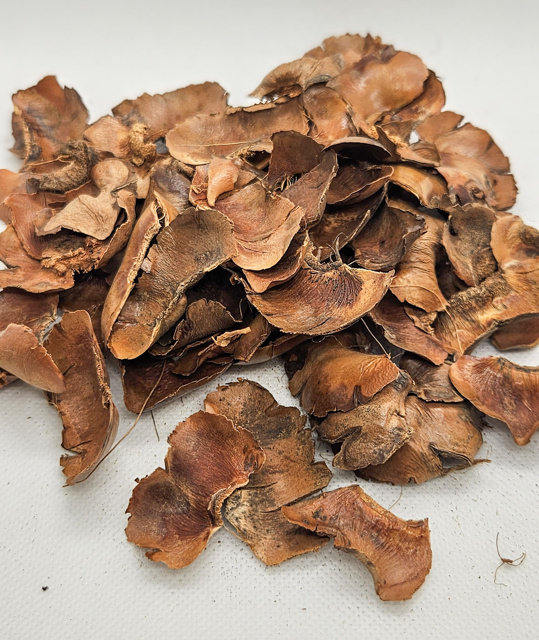 Palm petals for aquariums and bioactive terrariums