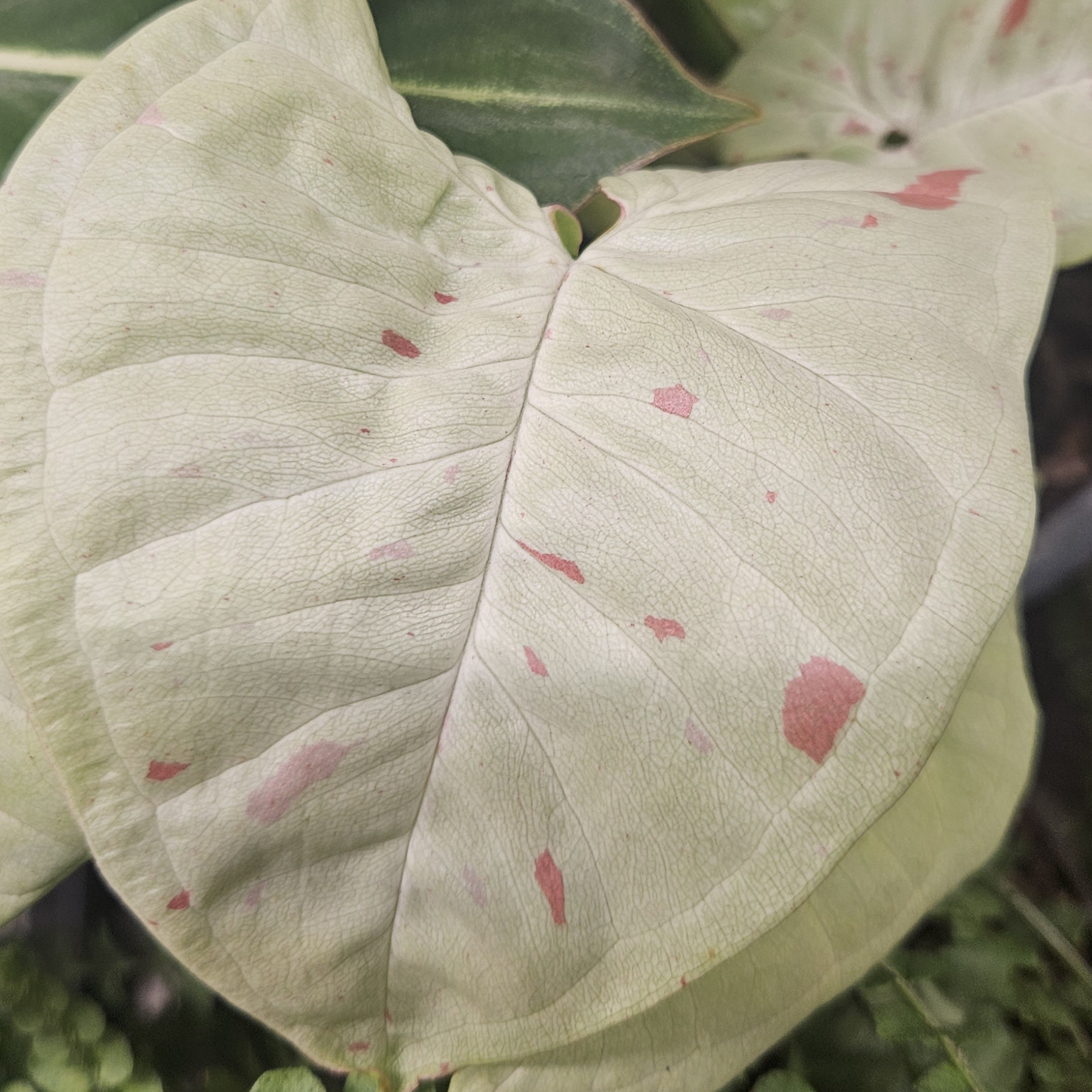 Syngonium Milk Confetti
