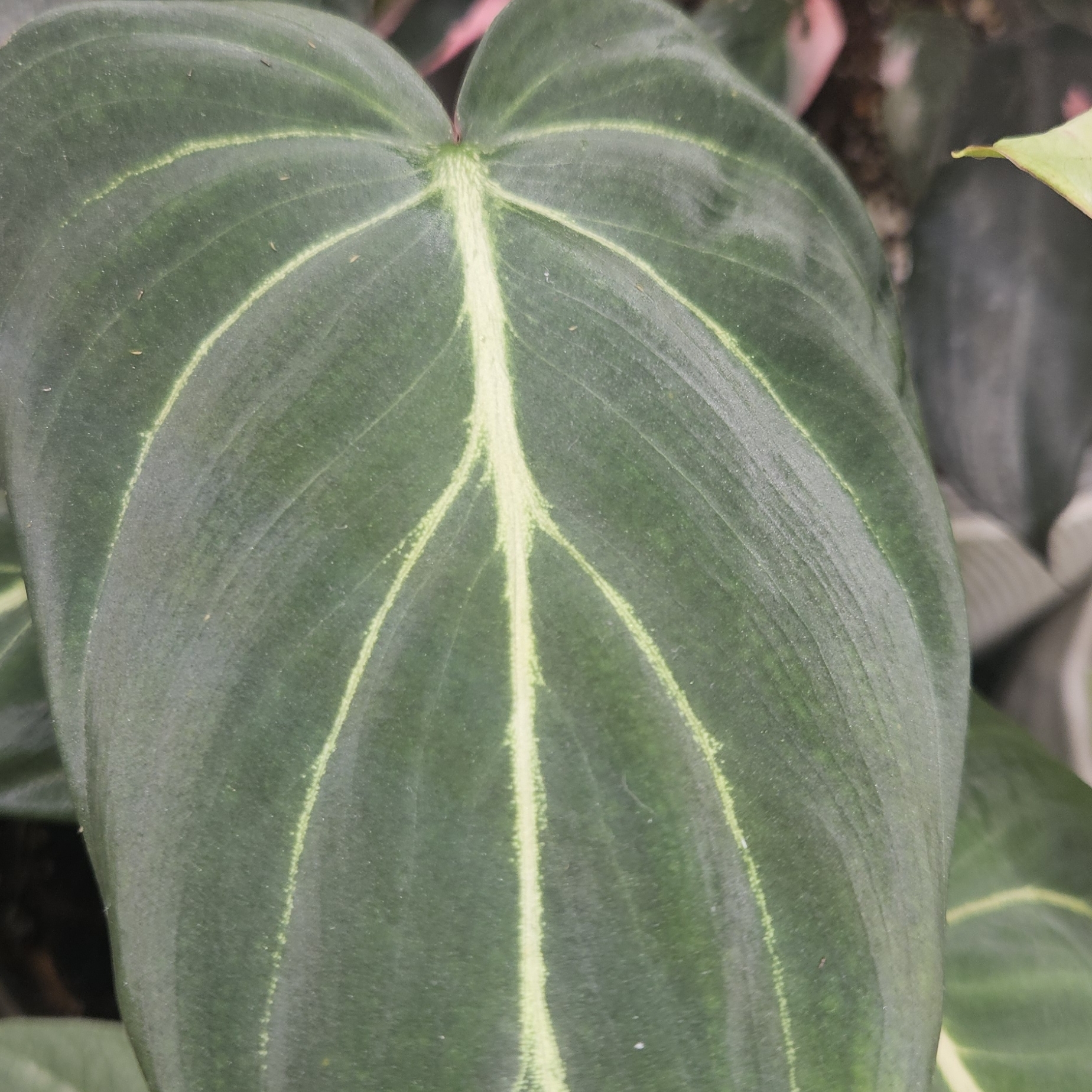 Philodendron Gloriosum