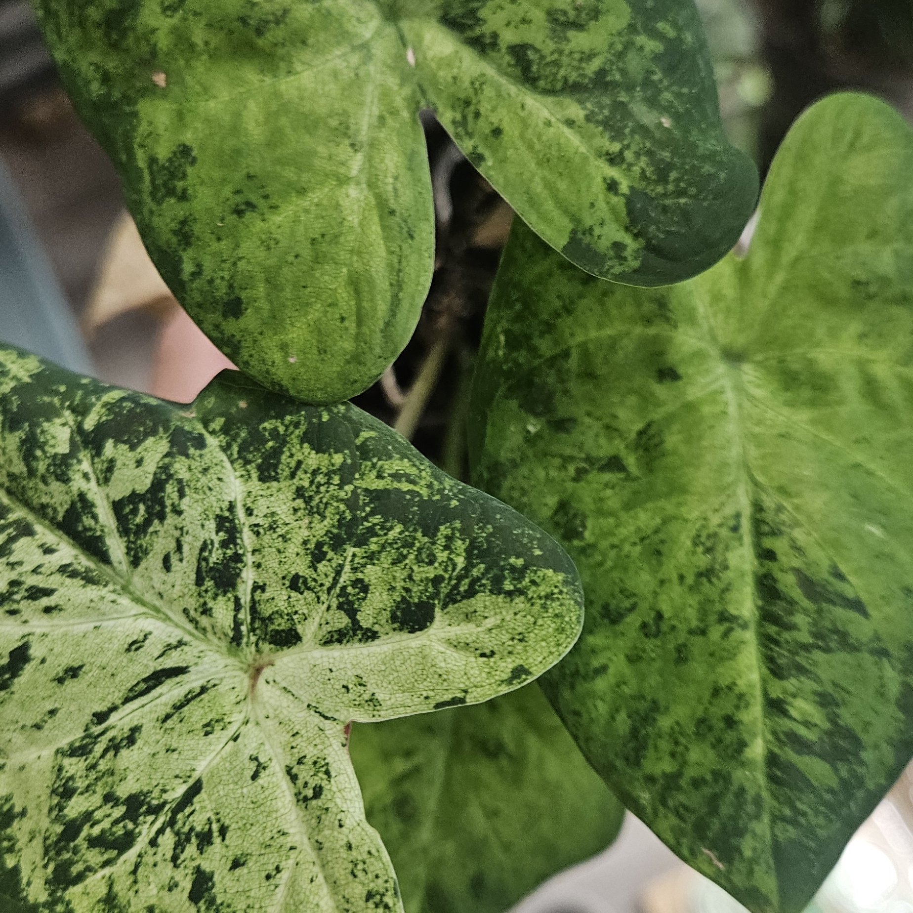 Caladium Frog In A Blender
