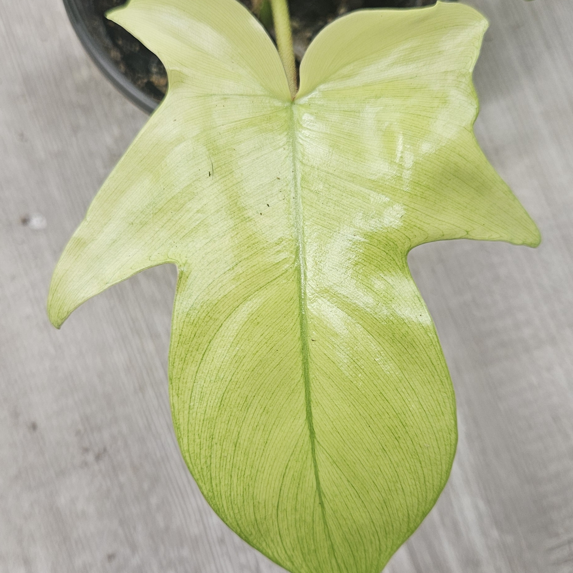Philodendron Florida Ghost