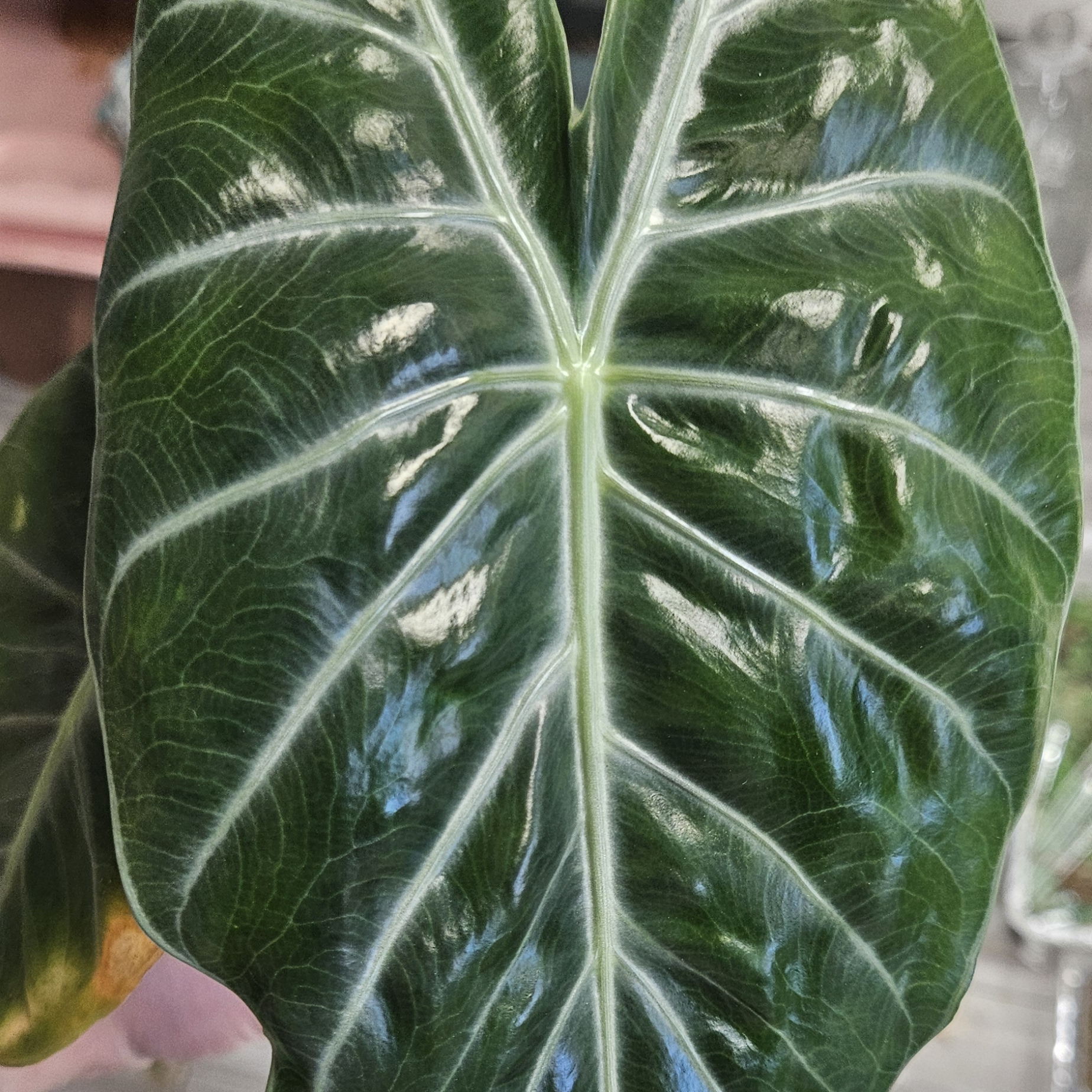 Alocasia Pink Dragon