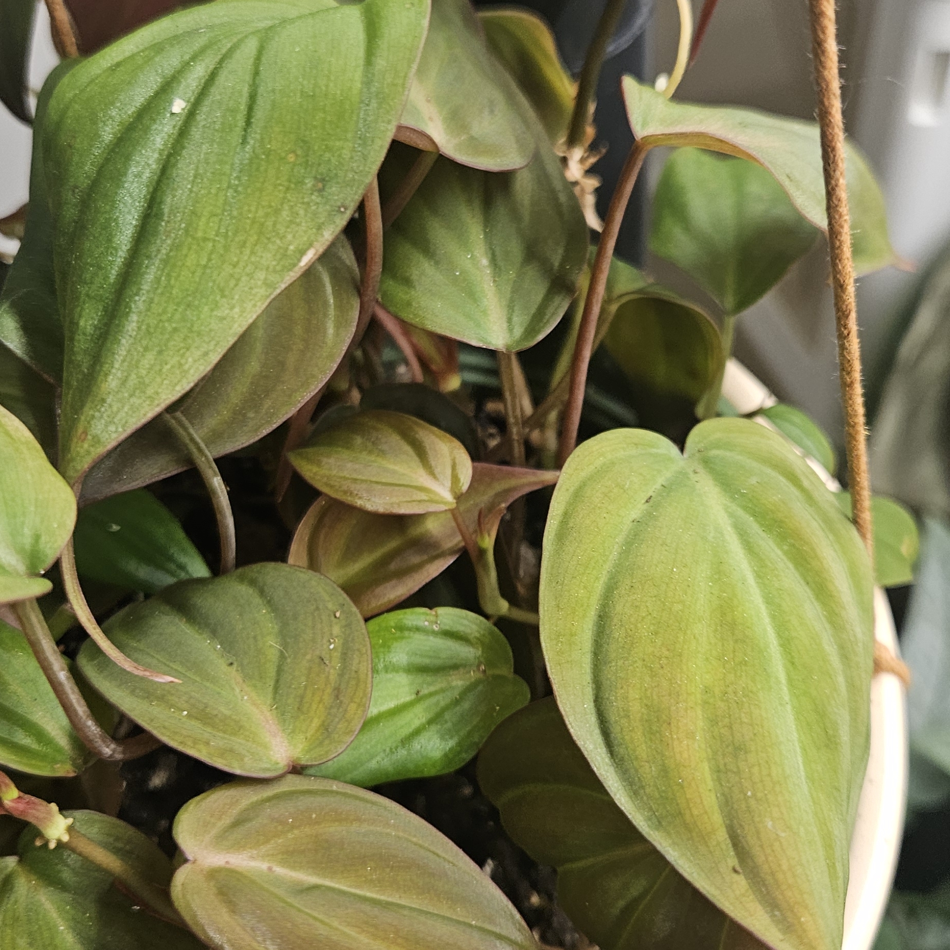 Philodendron Micans