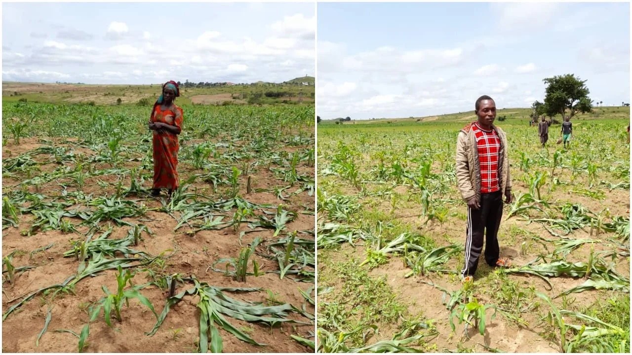 Frustration sets in over farmers' failure to repay Anchor Borowers Programme loans