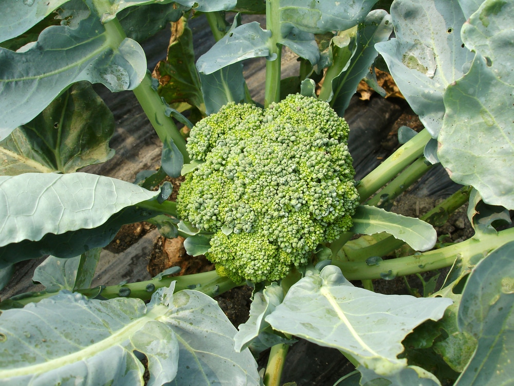 Here's what you need to know to start and maintain your own succulent garden, from planting to watering. How To Grow Broccoli Tips For Raising Healthy Broccoli