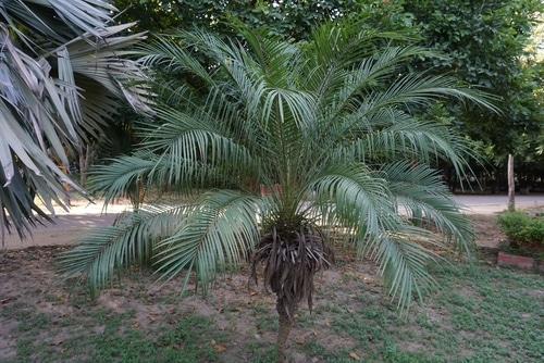 A standard lady palm tree will grow up to 10 feet (or more) when planted outdoors and around 5 feet (or less) when grown indoors. 42 Types Of Palm Trees With Identification Guide Bustling Nest