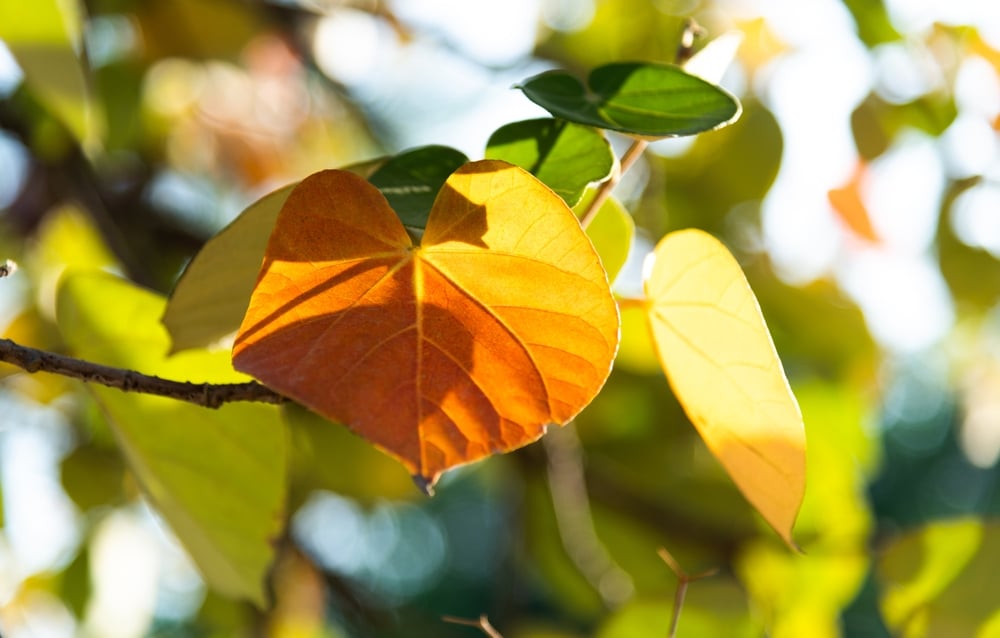 9 Reasons Your Hibiscus Leaves are Turning Yellow (2023)
