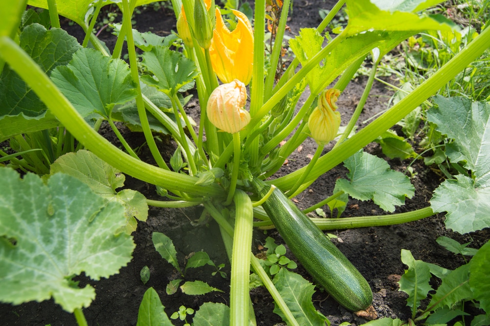 Zucchini plant companion plants — bustling nest