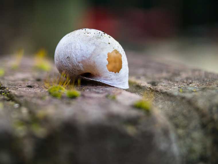 Why Are There Empty Snail Shells in my Backyard / Garden? (2026)