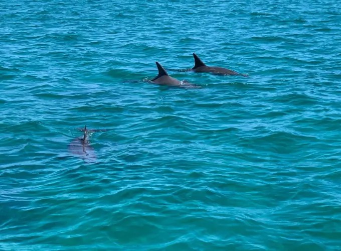 wildlife tour dolphins Rottnest Island Australia