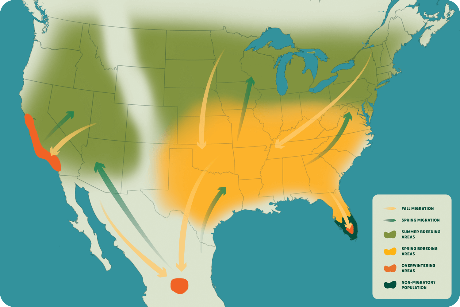 Monarch Butterfly Migration 2025 Map Graphic Base 1 