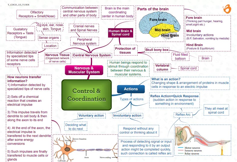 Mind map