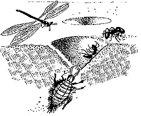 Antlion larvae, or doodlebugs