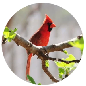 1185 Cardinal 2