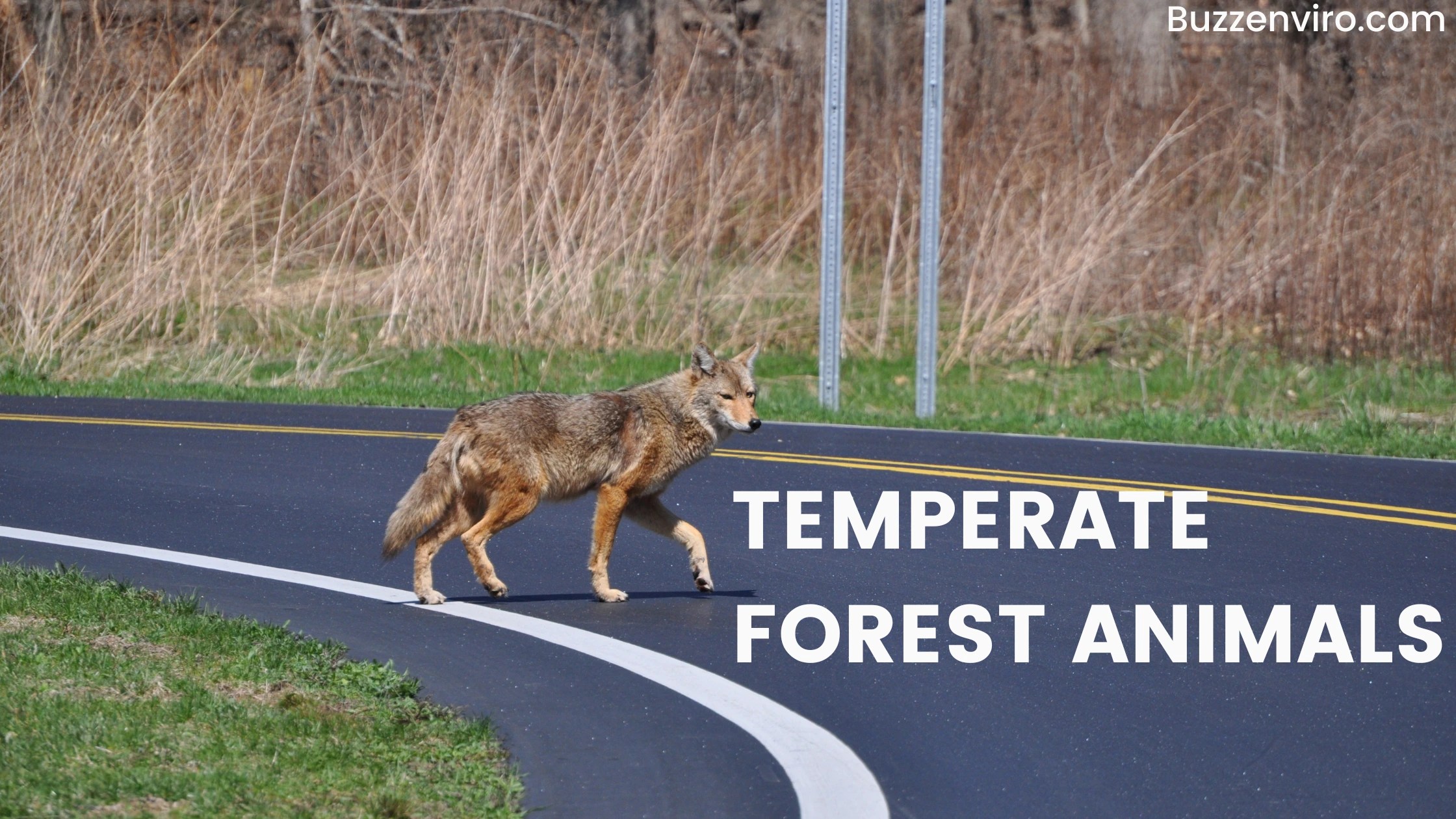 Temperate Forest Animals