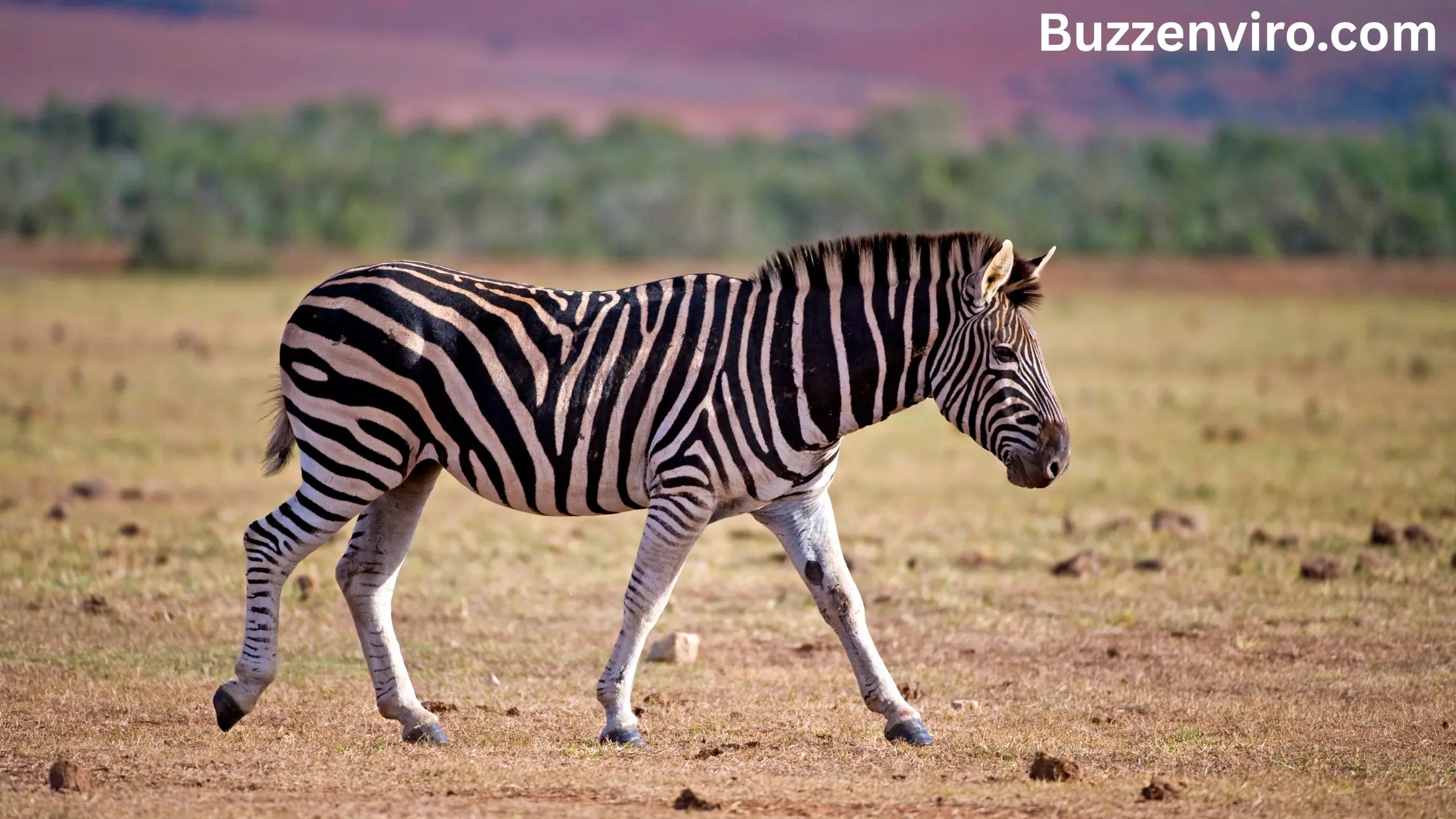 Is a Zebra a Horse?